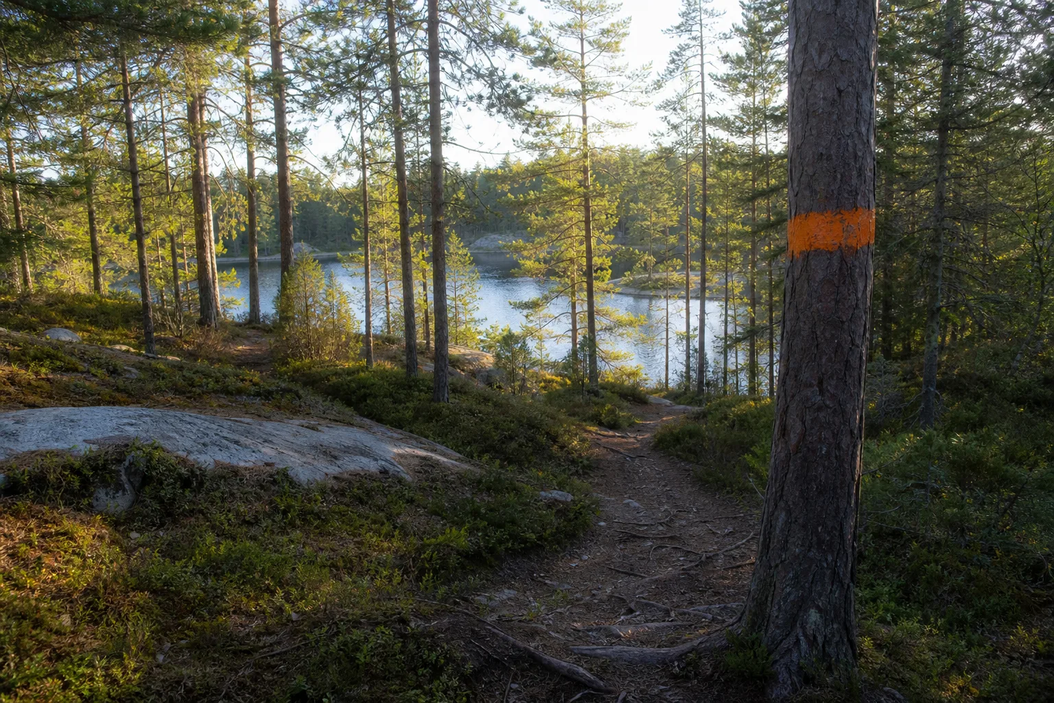 Skogsstig genom sörmländsk barrskog med en badsjö skymtandes mellan träden