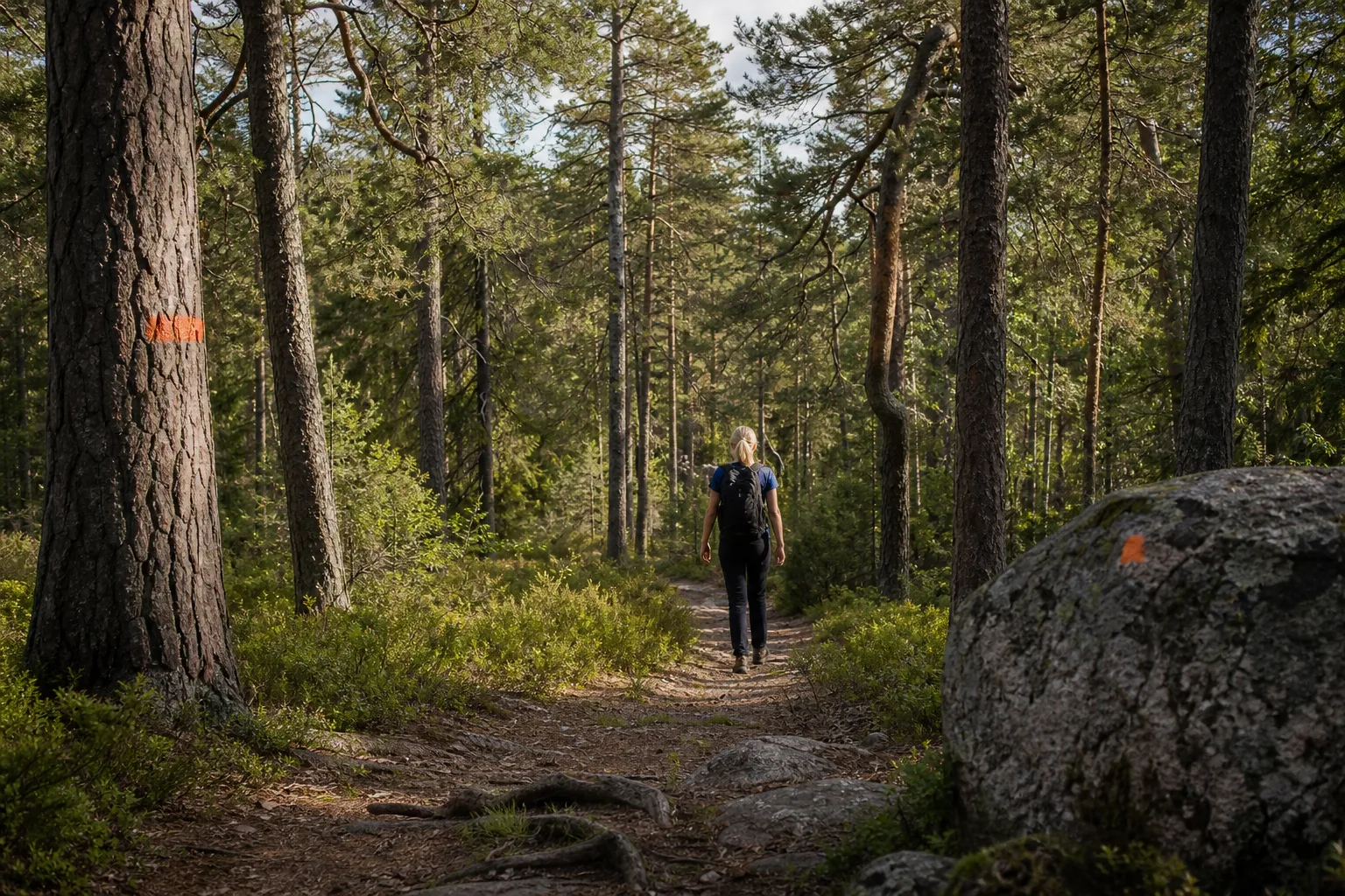 Vandringsstig genom gammal tallskog i Tyresta nationalpark söder om Stockholm